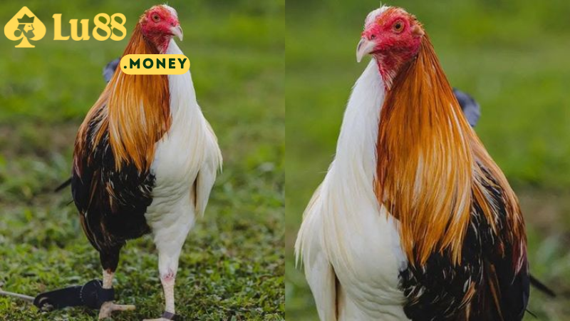money 1
