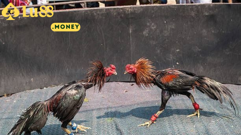 money 5