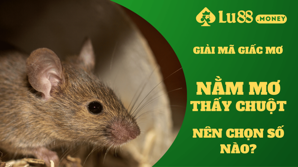nam mo thay chuot lu88.money