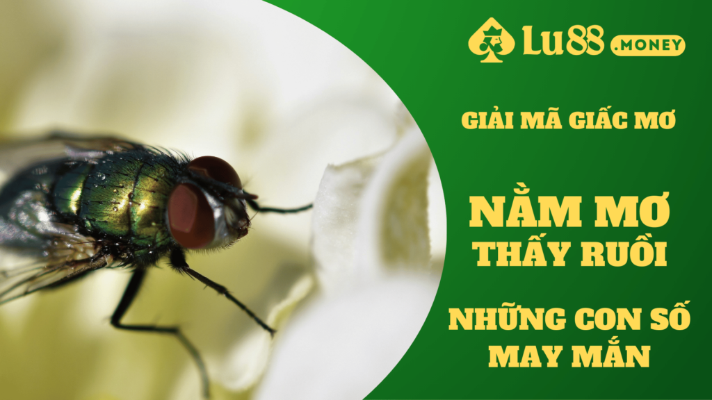 nam mo thay ruoi lu88.money